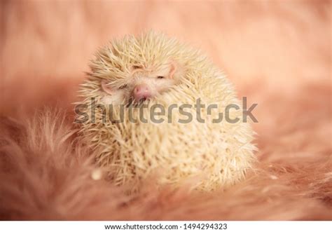 Beautiful Little Hedgehog Cuddling Hiding Spikes Stock Photo 1494294323 ...