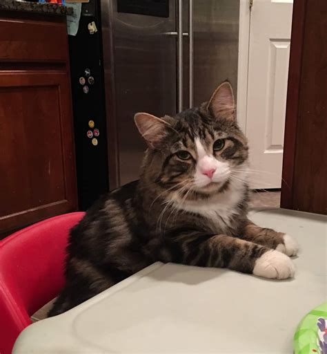 cute funny animal gifs 8