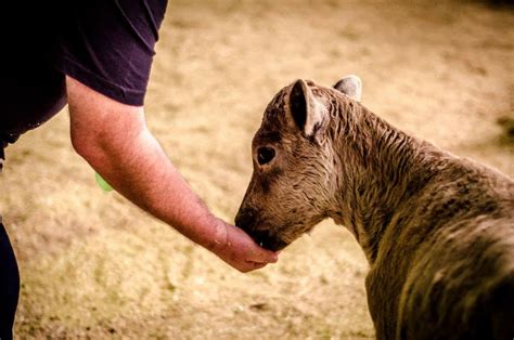 royal queensland show ekka