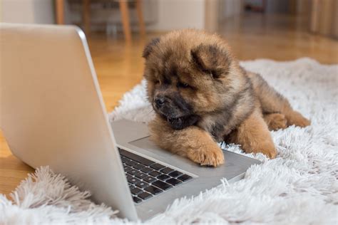 This is dog meme: Những hình ảnh chó cực đáng yêu mà ai cũng nên xem