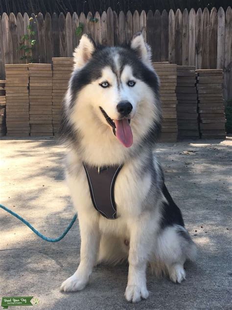Pure Breed Husky Blue Eyes - Stud Dog in VA, the United States | Breed Your Dog