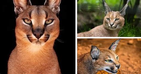 Caracal Cat