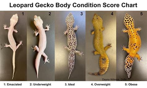 Pin by Gwen Sillen on Leopard gecko | Leopard gecko, Leopard gecko ...