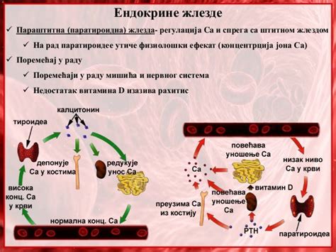 32. Endokrine zlezde. humoralna regulacija
