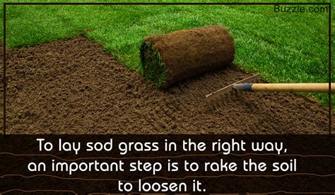 A Beginner's Guide on How to Lay Sod Grass Properly