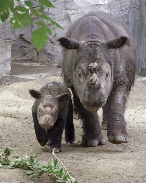 10 Rarest Animals in the World - Rarest.org