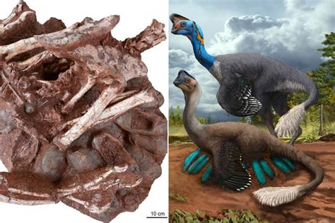 World's first dinosaur fossil found sitting on nest of eggs