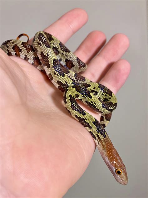 1020 best Rat Snake images on Pholder | Snakes, Whatsthissnake and