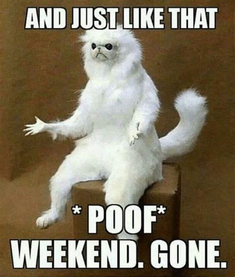 95 Funny Saturday Memes With Hilarious Images – LittleNivi.Com