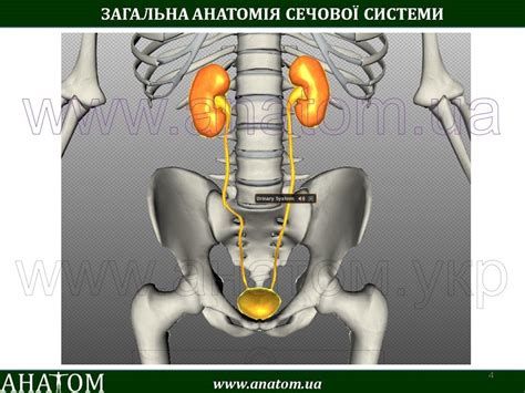 9 – SYSTEMA URINARIUM / СЕЧОВА СИСТЕМА – АНАТОМ | The ANATOMIST