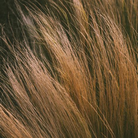 Global Keratin