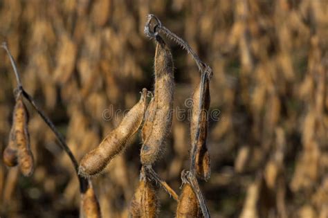 Harvest Ready Field of Soybeans Stock Image - Image of horizon ...