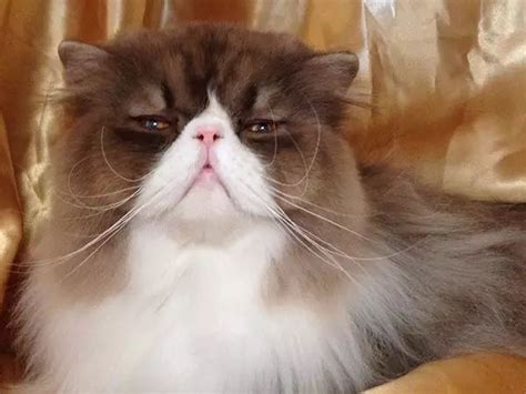 TYPICAL FELINE SNOB Blank Template - Imgflip