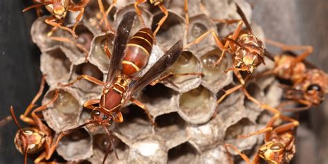 How To Remove A Wasp Nest Forever | House2Keep