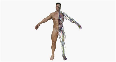 Human Male Full Body Anatomy 3D model | CGTrader