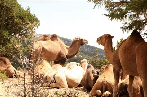 Premium Photo | Nomadic camels
