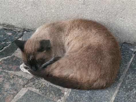 Chernobyl cat 1 by janazar on DeviantArt