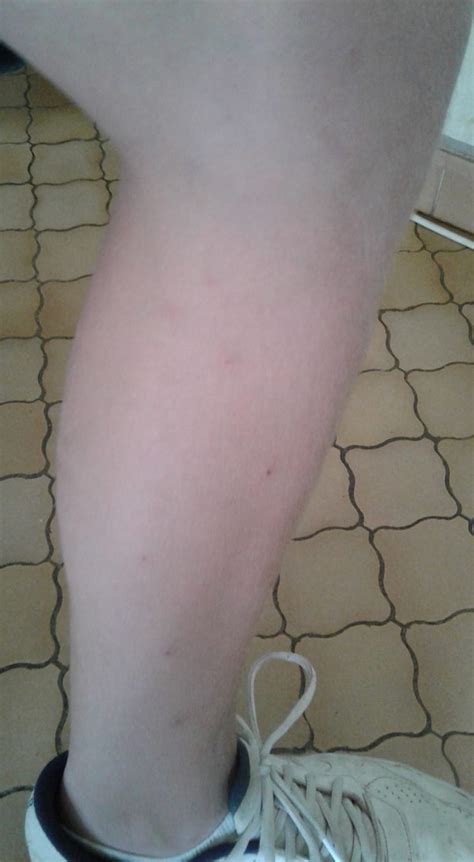 la puce du canard de retour au lac de la ferte bernard gare aux