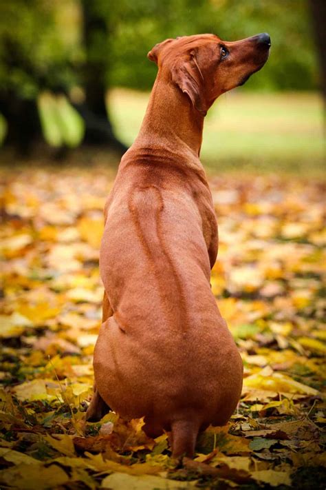 vizsla rhodesian ridgeback weimaraner