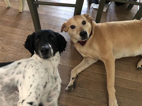 My Springer Kodi & his friend Tenley : r/springerspaniel