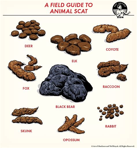 field guide  animal scat  art  manliness