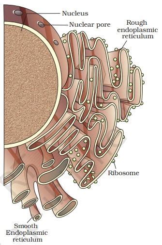 Endoplasmic Reticulum Diagram Class 9 With Labels And Explanation ...
