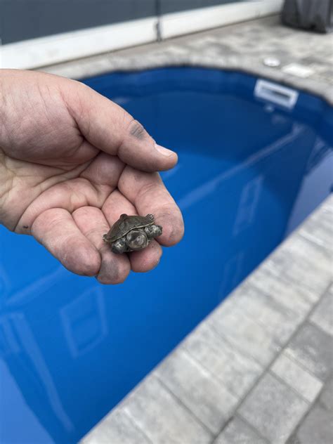 Saved baby turtles : r/pools