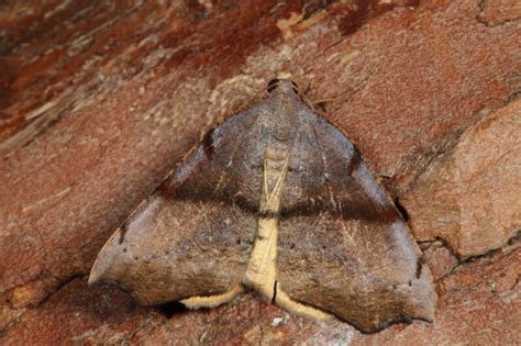 Sestra flexata - Moths and Butterflies of New Zealand Trust