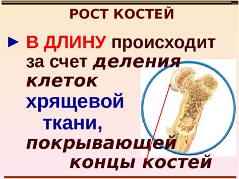 Презентация по теме " Значение опорно-двигательной системы. Строение ...