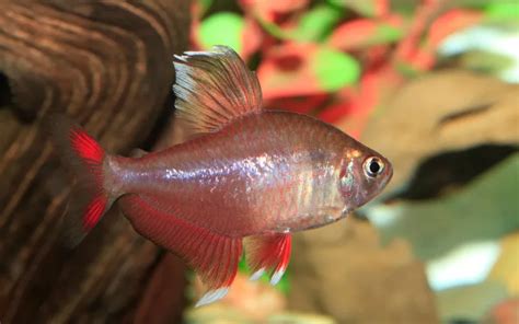 25 Best Ember Tetra Tank Mates (With Pictures) - AquariumNexus