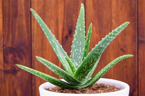 Plant Identification - Aloe Vera Plant