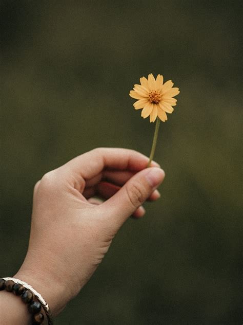 Flower Petals Hands - Free photo on Pixabay - Pixabay
