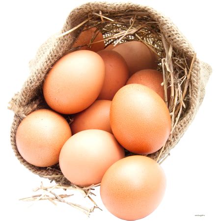 organic-egg – MS.DC