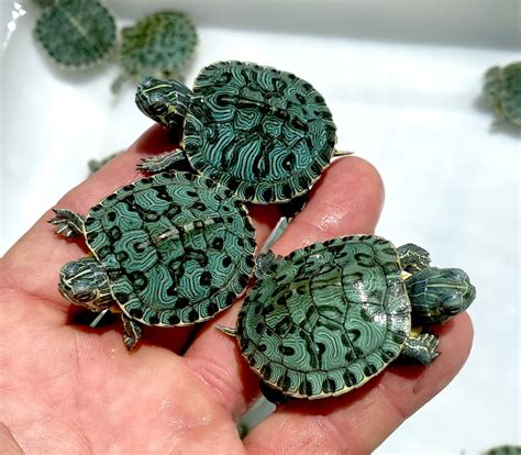 leopard red eared sliders  sale  turtle source