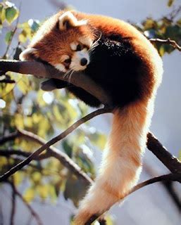 Zoo Trip Red Pandas