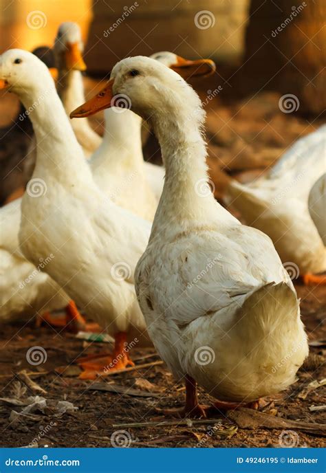 White duck stock image. Image of tranquil, wildlife, park - 49246195