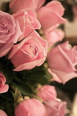 Фото Розовые розы
