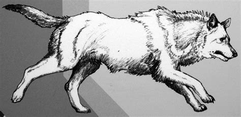 Dire Wolf Sketch at PaintingValley.com | Explore collection of Dire ...