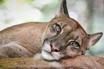 Recapturaron a la puma que escapó de un refugio en Puerto Iguazú