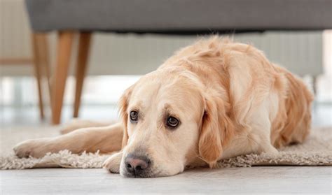 how to deal with dogs with separation anxiety