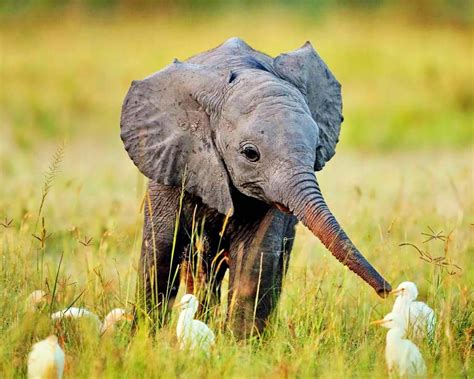 🔥 [120+] Baby Elephant Wallpapers | WallpaperSafari