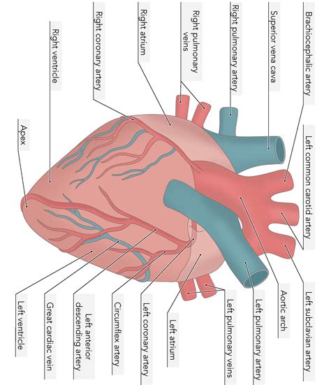 how does the digestive system work with the cardiovascular system 6