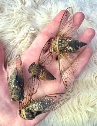 I like collecting/pinning (dead!!) cicadas : r/vultureculture