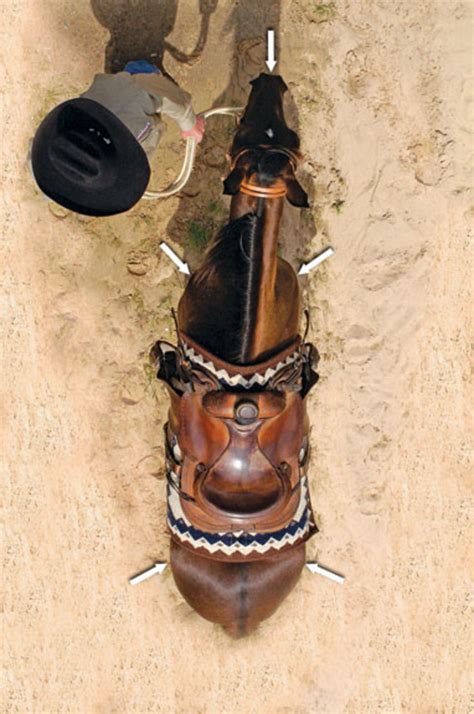 How Horse Training Works