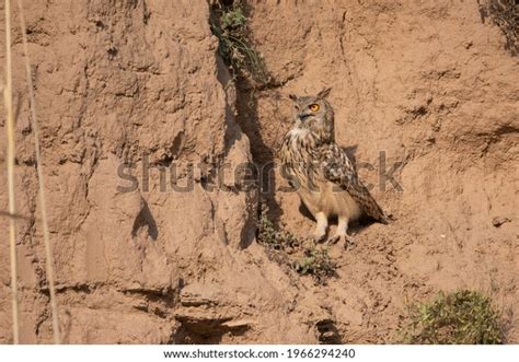 eurasian eagle owl habitat stock photo  shutterstock