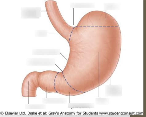 anatomy abdomen internal organs lecture  diagram quizlet