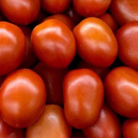 tomato   price  pune maharashtra  ganesh overseas