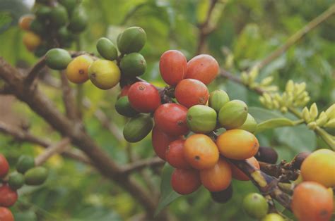 Karma Coffee | LinkedIn