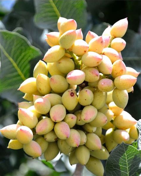 Buy Pistachio Trees Online » Store » Tomorrow's Harvest