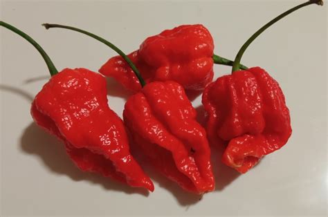 Острый перец Carolina Reaper cross #3